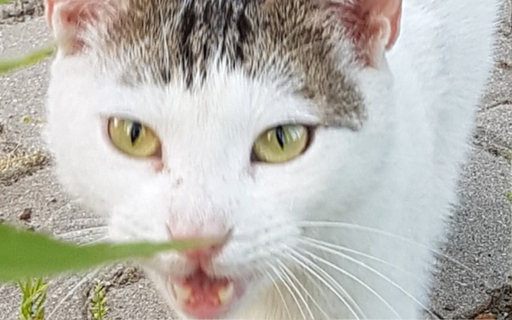 Zbiórka Domem Ferdynanda był cmentarz - zdjęcie główne