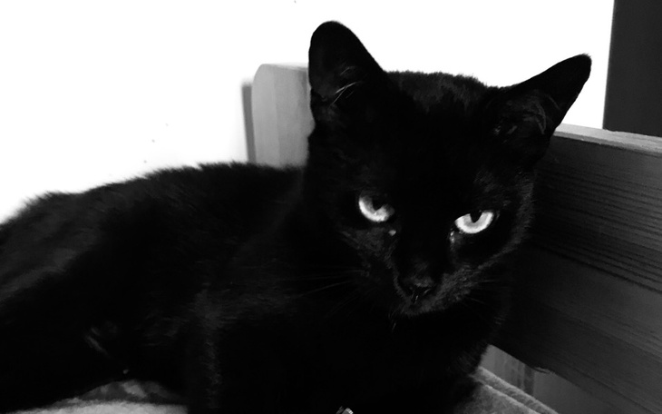 Zbiórka Opłata ostatniej faktury Funi - zdjęcie główne