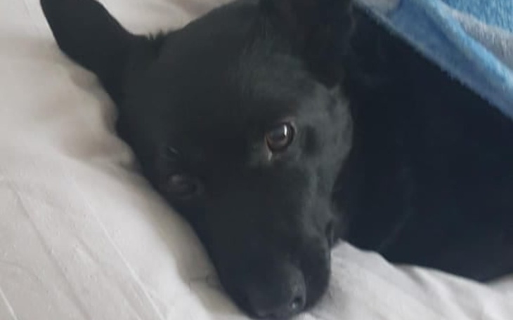 Zbiórka na utrzymanie Murzynka - zdjęcie główne