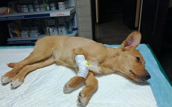 Zbiórka Uratuj 2msc suczkę PRAWOWIROZA - zdjęcie główne