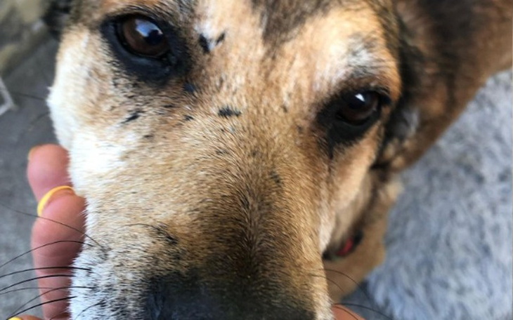 Zbiórka Wiś na sznurku kundlu! - zdjęcie główne