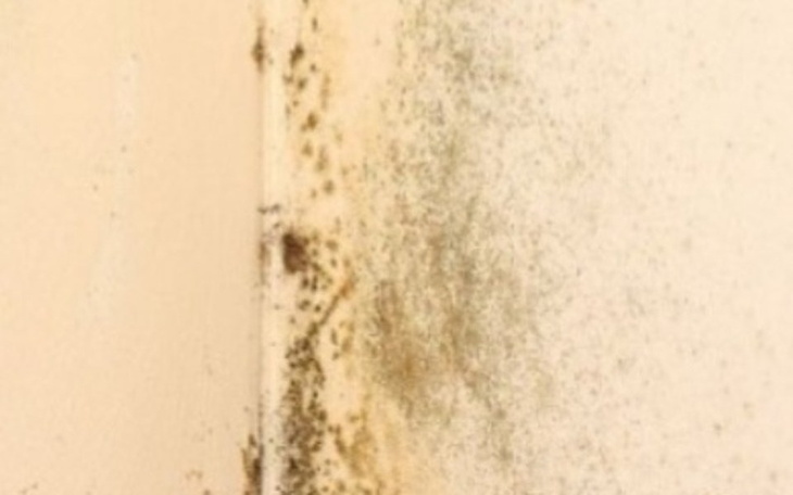 Zbiórka Pozbycie się grzyba z domu - zdjęcie główne