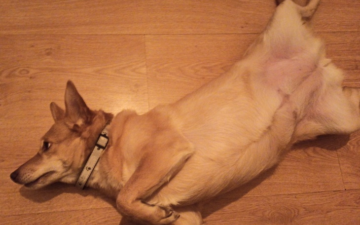 Zbiórka Zbieram na utrzymanie psa - zdjęcie główne