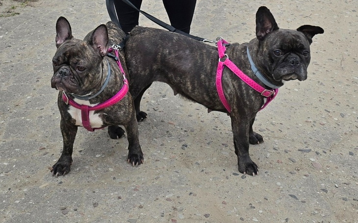 Zbiórka Życie Oszi - zdjęcie główne