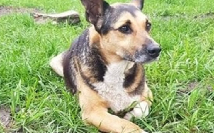 Zbiórka Na leczenie pieska Cyryla - zdjęcie główne