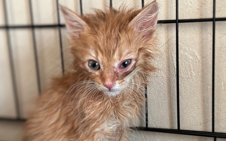 Zbiórka Utrzymanie i leczenie kotów.. - zdjęcie główne