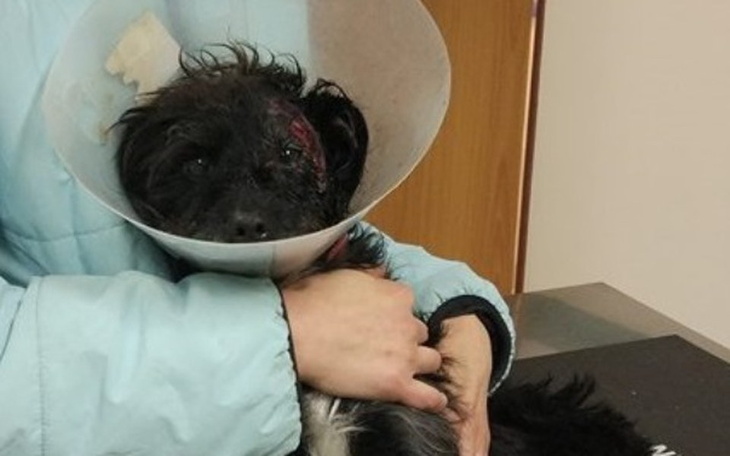 Zbiórka Leczenie ran psa Lucjana - zdjęcie główne