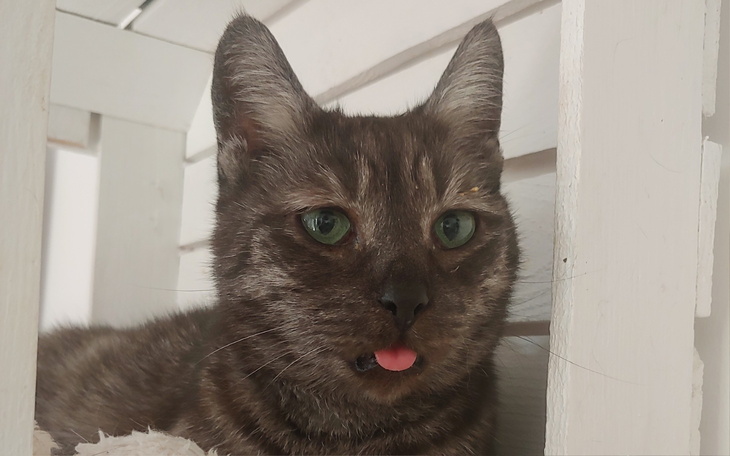 Kot z wystającym językiem, odpoczywający w domku.