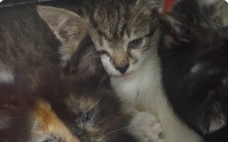 Zbiórka Koty ulicy - zdjęcie główne