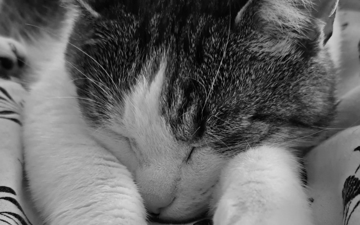 Zbiórka Nasz koci Skarb choruje na raka - zdjęcie główne