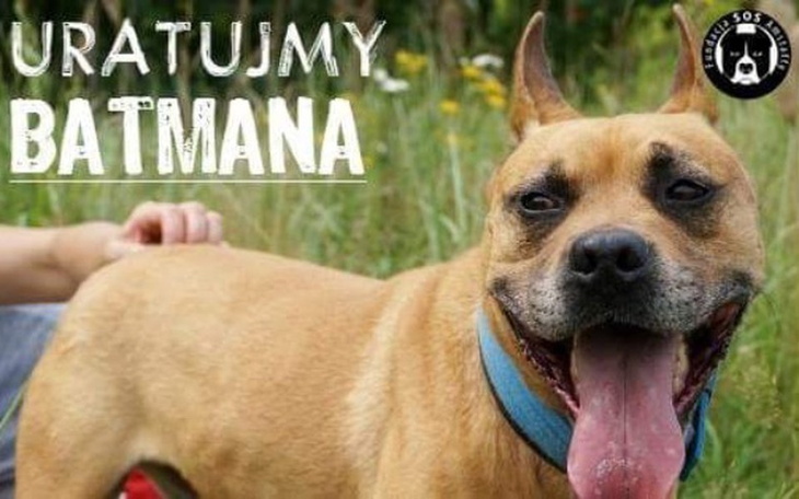 Zbiórka Uratujmy życie i łapę Batmana! - zdjęcie główne