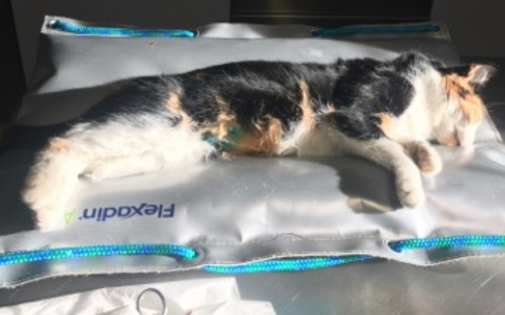 Zbiórka Sterylizujemy dzikie kotki - zdjęcie główne