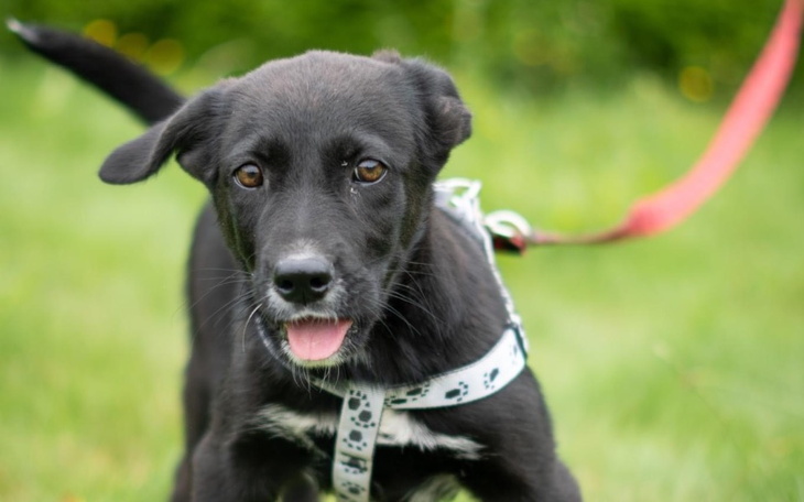 Zbiórka Na transport Shelby z Napierek - zdjęcie główne