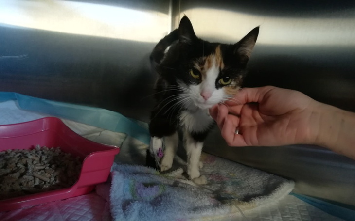 Zbiórka Pomóżcie uratować Rusałkę - zdjęcie główne