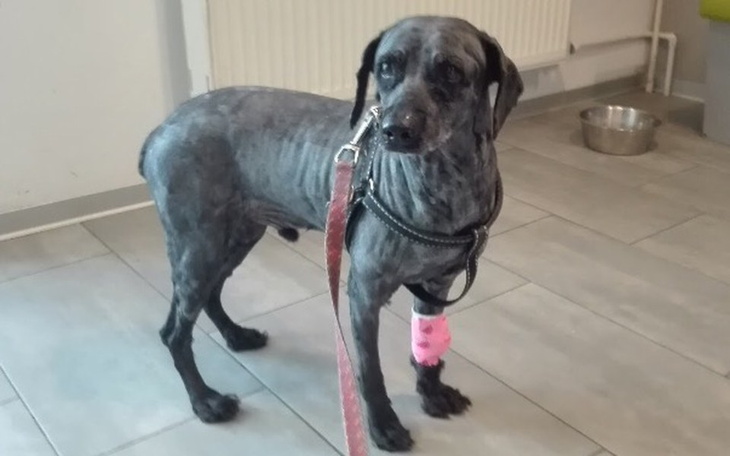 Zbiórka Skazany na śmierć w samotnosci.. - zdjęcie główne