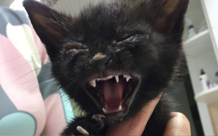 Zbiórka Na ratunek żyć kocich maleństw - zdjęcie główne