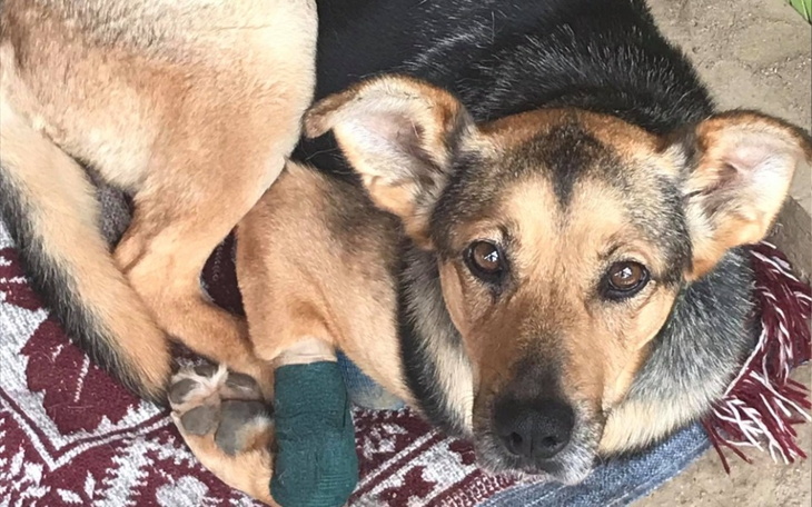 Zbiórka Uratować łapę Stelli - zdjęcie główne