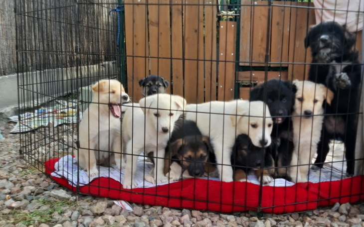 Zbiórka Psy niechciane - zdjęcie główne