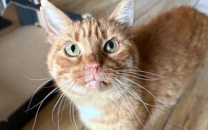 Rudy kot z dużymi oczami w domowym otoczeniu.