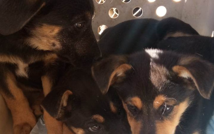 Zbiórka Ratujmy malutkie sierotki - zdjęcie główne