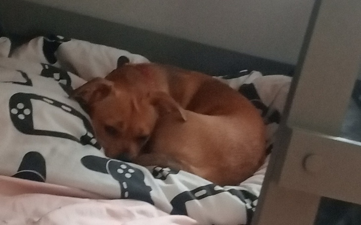 Zbiórka pomóż neli - zdjęcie główne