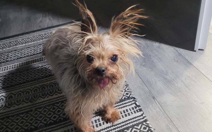 Mały piesek z rozczochranymi uszami na dywanie.