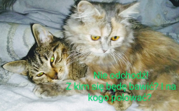 Zbiórka Mój Bezik - zdjęcie główne