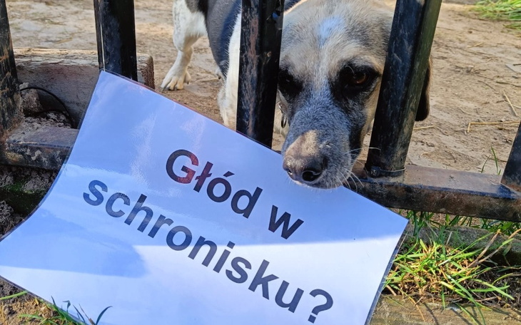 Pies z kartką, pytający o głód w schronisku.