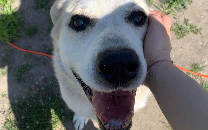 Zbiórka Pomoc dla UDG - zdjęcie główne