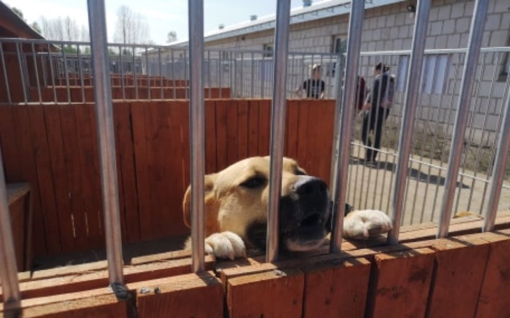 Zbiórka Kojec, który uratuje wiele psów - zdjęcie główne