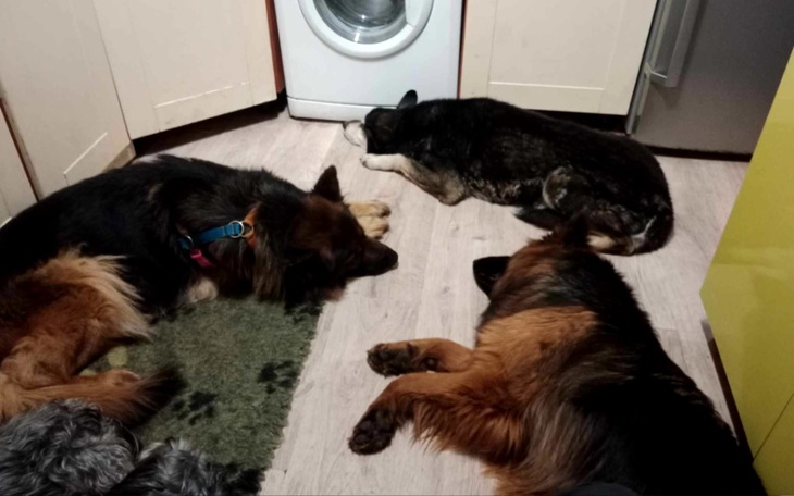 Zbiórka Pomoc dla Psiary - zdjęcie główne