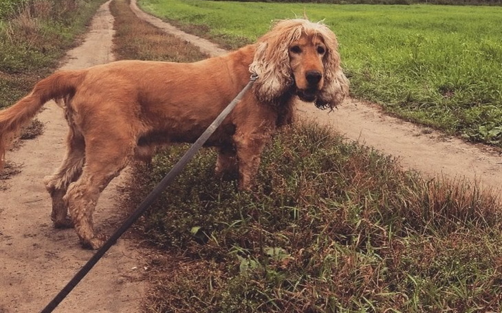 Zbiórka Leki dla Nera i Leona - zdjęcie główne