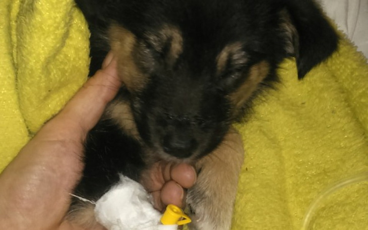 Zbiórka Zbiórka na ratowanie szczeniąt!! - zdjęcie główne