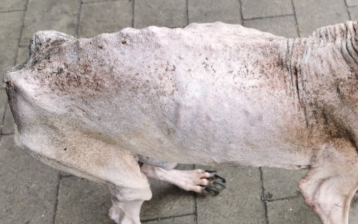 Zbiórka Na Ratunek Bezbronnyn Istotą - zdjęcie główne