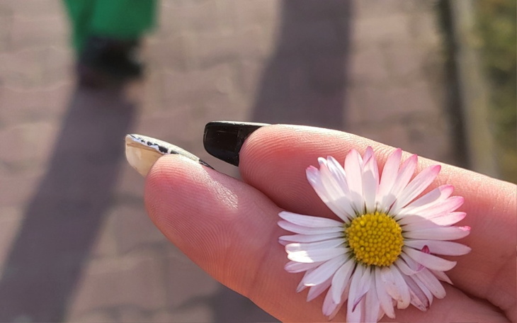 Dłoń trzymająca stokrotkę na tle chodnika.