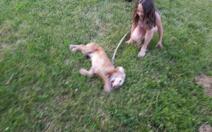 Zbiórka Spełnić marzenie - maltańczyk - zdjęcie główne