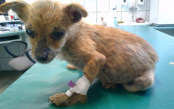 Zbiórka Linka walczy o życie - pomóż! - zdjęcie główne