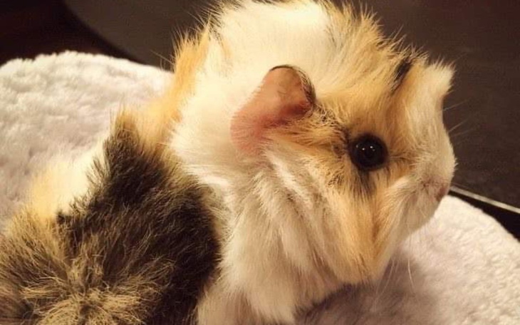 Zbiórka Na świnki morskie i wyprawkę - zdjęcie główne