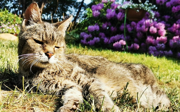 Zbiórka Rysiu Waleczny - zdjęcie główne