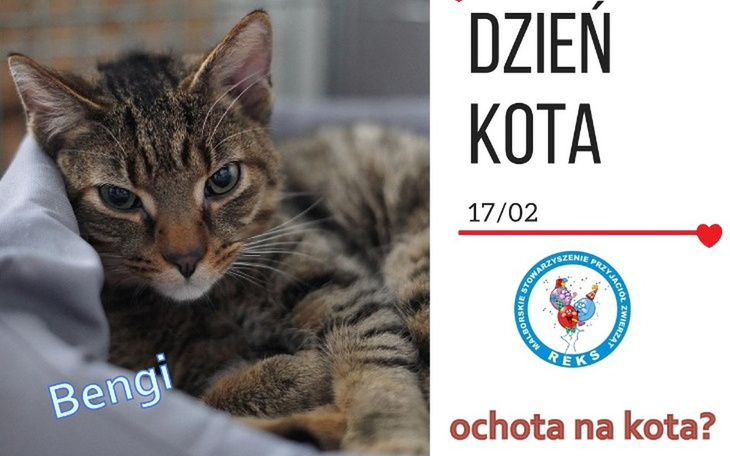 Zbiórka Dzień kota z Reksem - zdjęcie główne