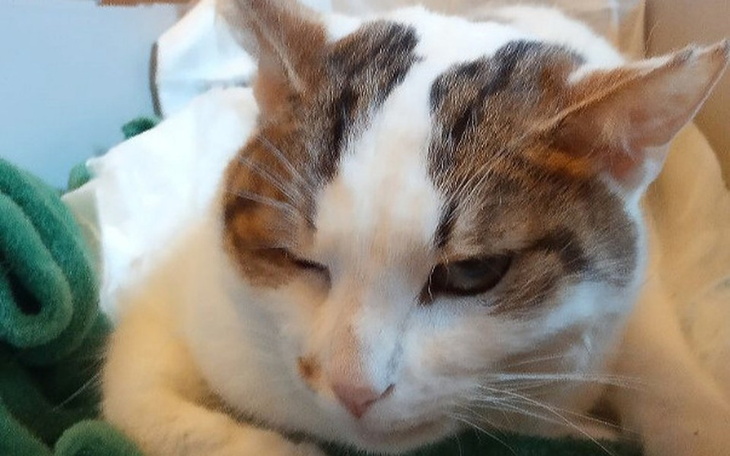 Zbiórka Leczenie Zuzi i Mańka - zdjęcie główne