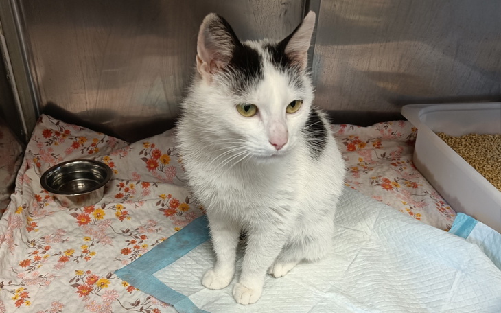 Biały kot siedzący na posłaniu w schronisku.