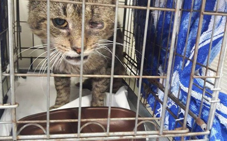 Zbiórka Ostatnia szansa dla Mikołajka - zdjęcie główne