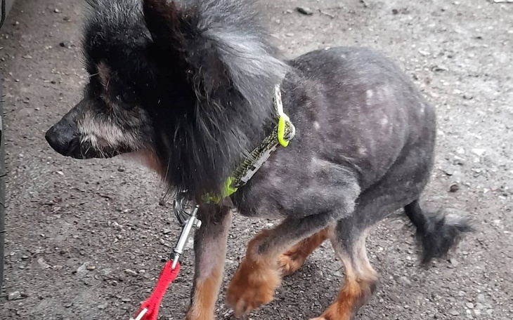 Zbiórka dla_Jeżyka - zdjęcie główne