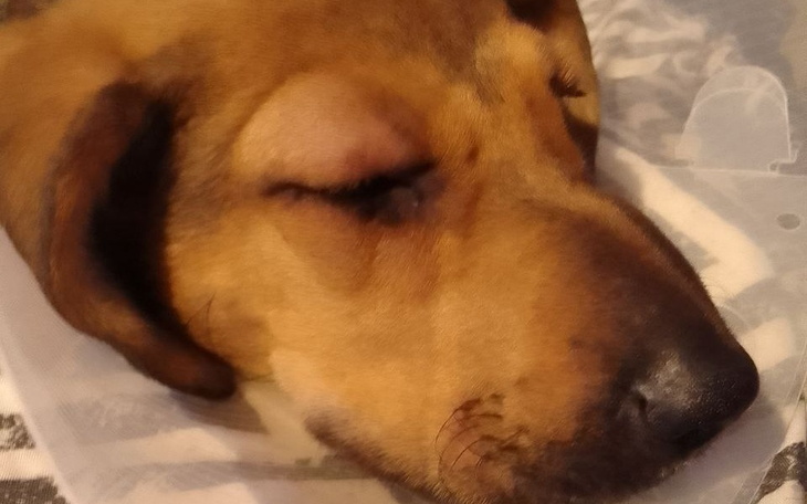 Zbiórka Temi potrzebuje pomocy - zdjęcie główne