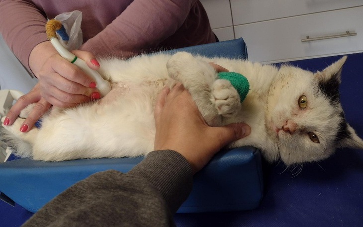 Kot w trakcie leczenia, z opatrunkiem na łapie.