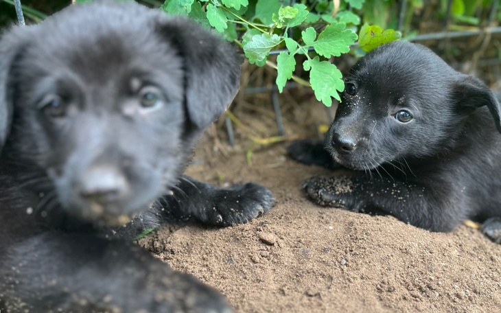 Zbiórka Podaruj Nam nowe psie zycie - zdjęcie główne
