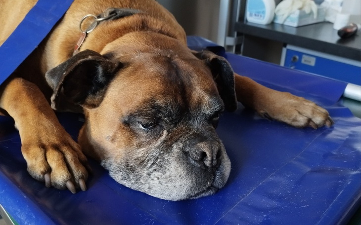 Smutny pies leży na stole w weterynarii.