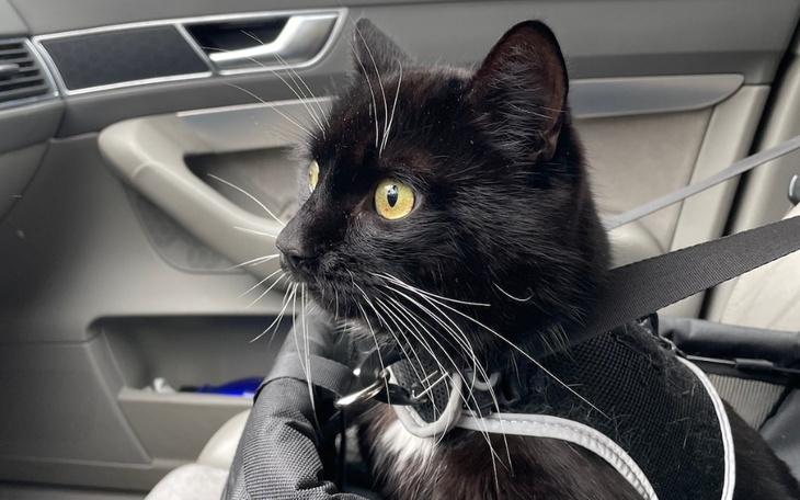 Czarny kot w samochodzie, z wyrazem skupienia na twarzy.
