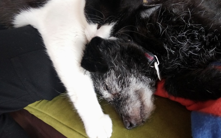 Zbiórka Nowe zęby pieska Mietka - zdjęcie główne